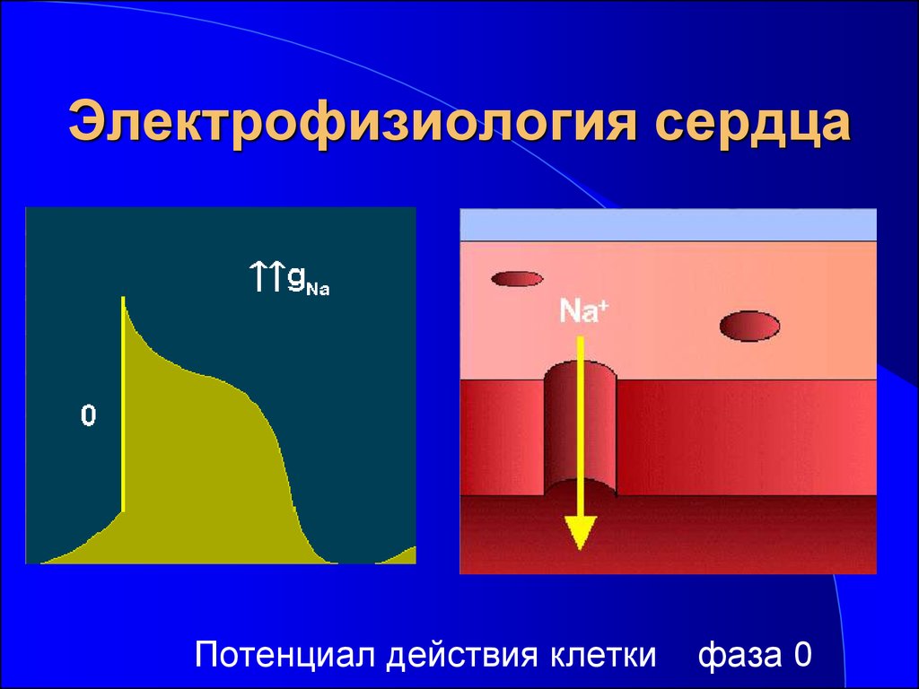 Действия клетки. Потенциал сердца. Электрофизиология сердца. Электрический потенциал сердца это. Потенциальная действия клеток сердца.