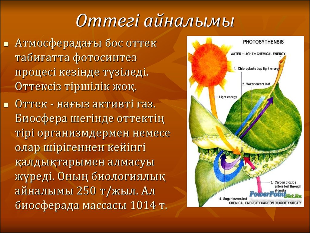 Какой орган растения выполняет функцию фотосинтеза. Фотосинтез в биосфере. Фотосинтез казакша. Фотосинтез дегеніміз не. Фотосинтез дегеніміз.