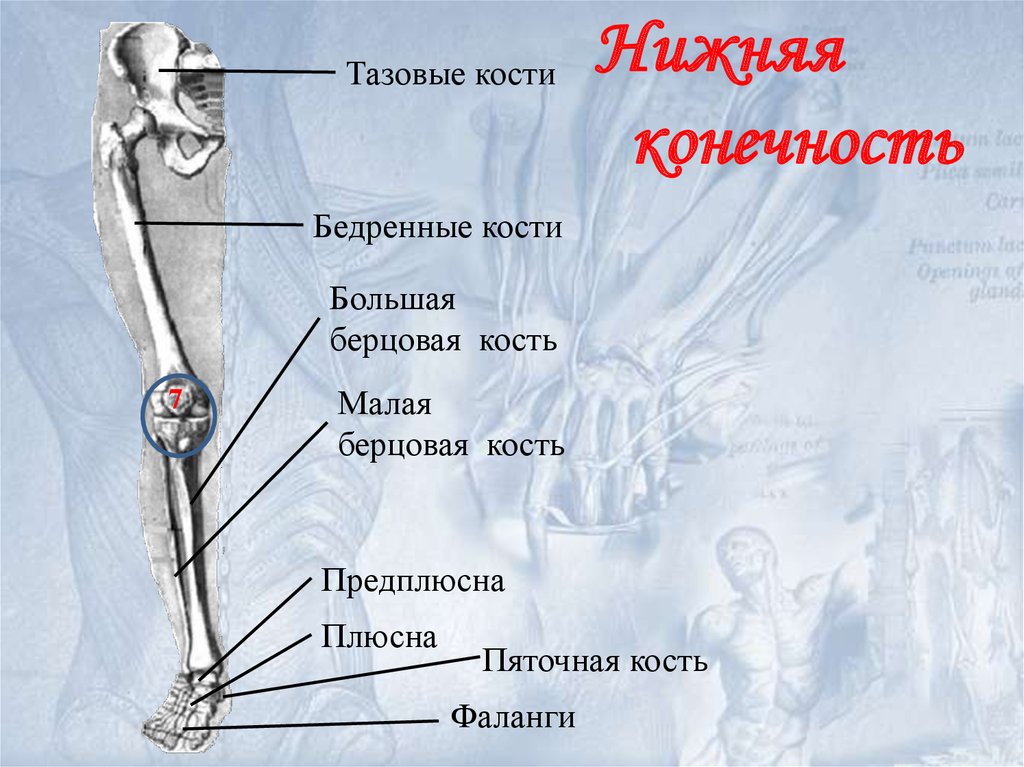 Берцовые кости человека фото. Бедренная и большая берцовая кости. Большая и малая берцовая кость. Нижняя большая берцовая кость. Большая берцовая и малая берцовая кость.