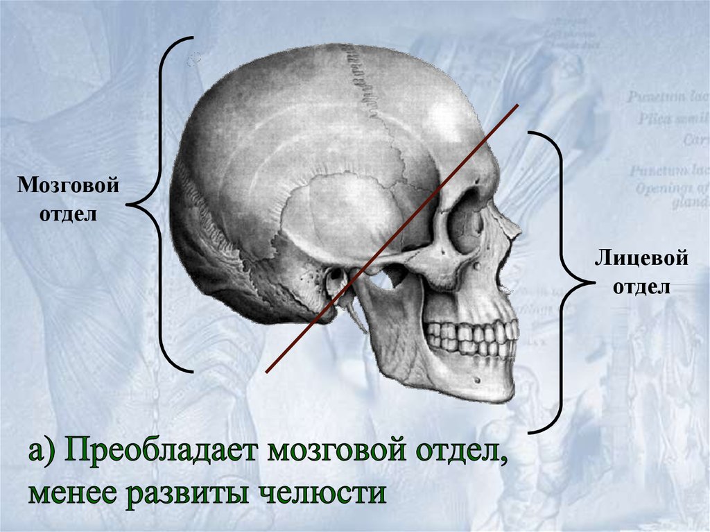К какому отделу черепа относится скуловая кость. Кости мозгового отдела черепа. Мозговой отдел больше лицевого у человека. Строение лицевого отдела. Лицевой отдел черепа.