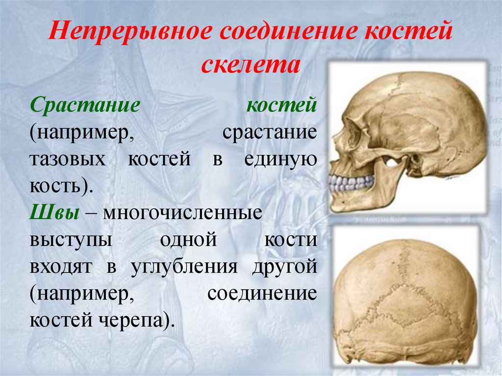Соединение костей 6. Соединение костей скелета. Непрерывные соединения костей. Соединение костей черепа. Непрерывные соединения черепа.