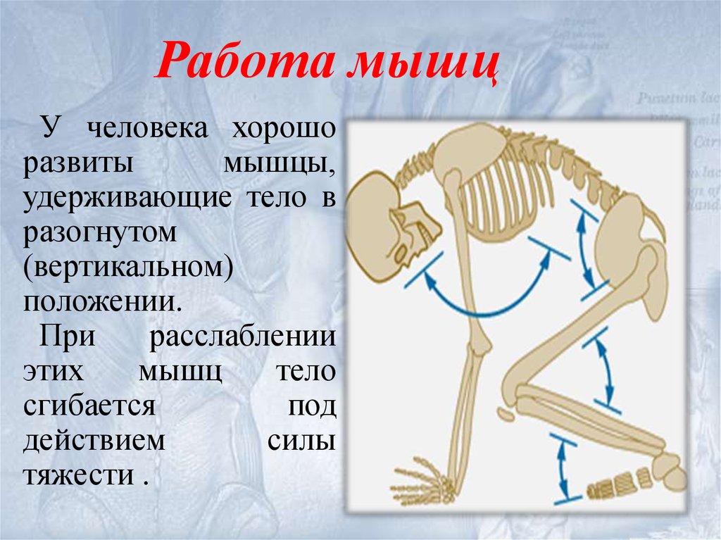 Вертикальное положение человека. Мышцы удерживающие тело в вертикальном положении. Мышцы удерживающие позвоночник в вертикальном положении. Удерживающая работа мышц. Почему хорошо развитый скелет облегчает работу мышц.