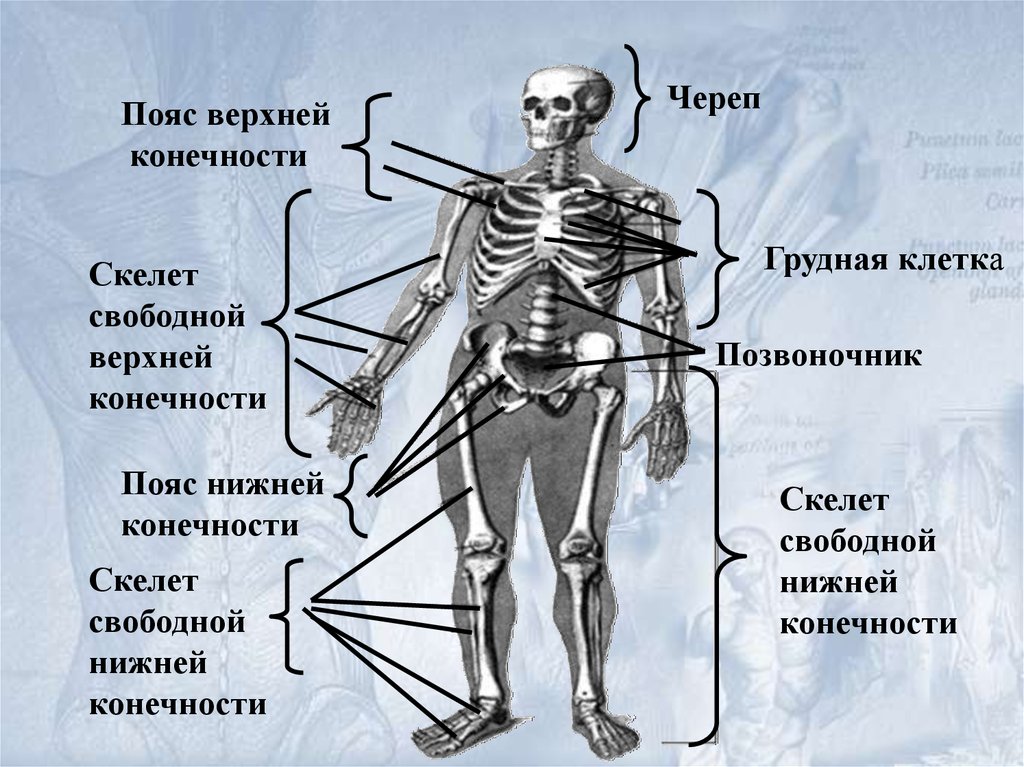 Как называется верх. Скелет поясов конечностей. Верхняя часть скелета. Скелет верхней части туловища. Отделы и части скелета.