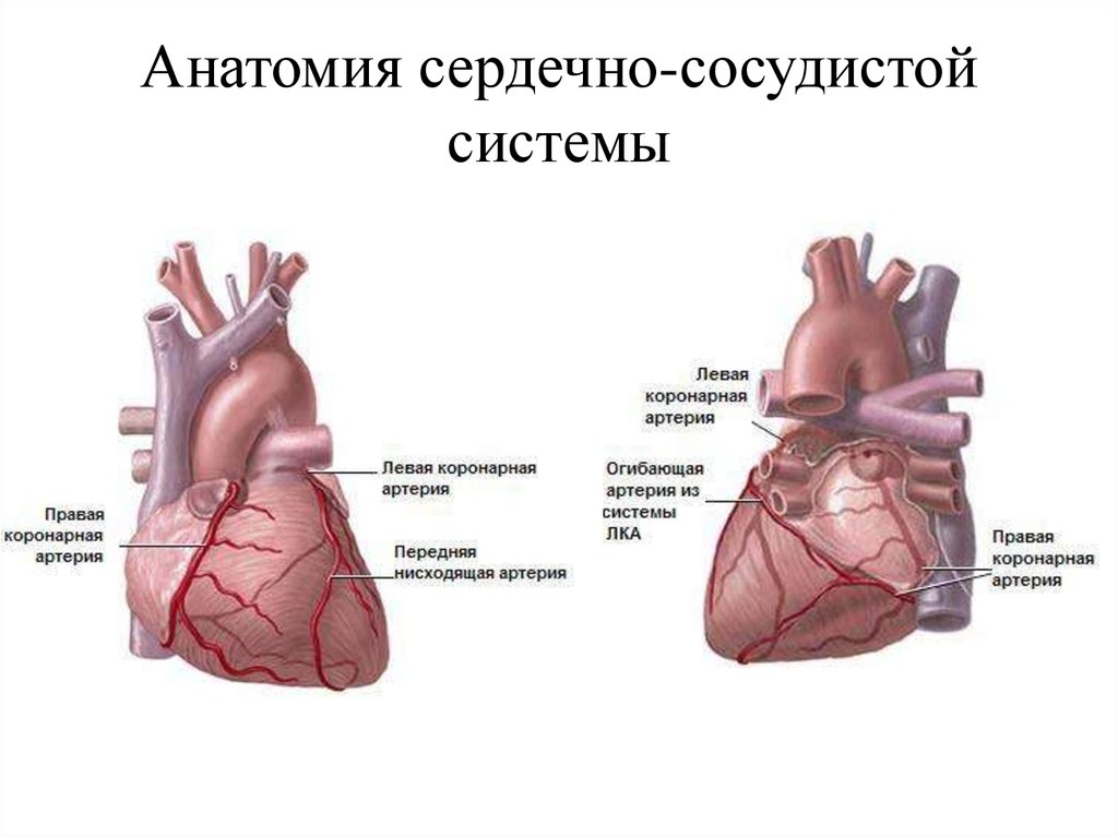 Левая артерия. Коронарные артерии сердца человека анатомия. Левая венечная артерия анатомия. Схема расположения коронарных артерий сердца. Анатомия коронарных артерий сердца коронарография.