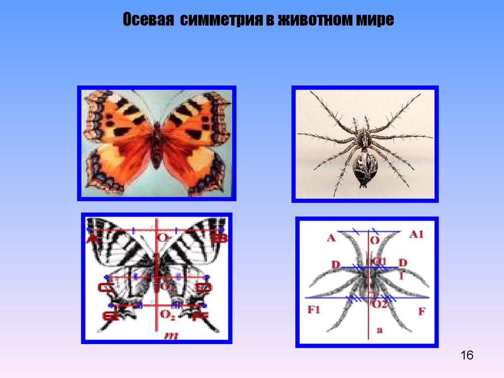 Осевая симметрия картинки животных