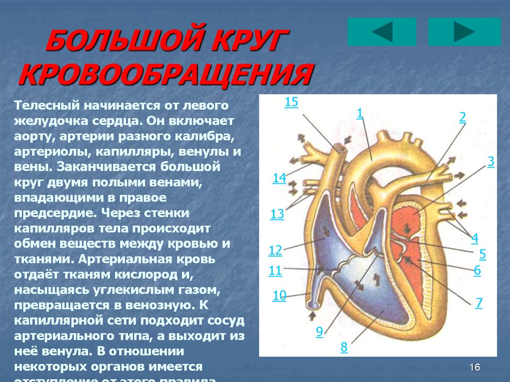 Правый желудочек сердца человека обозначен на рисунке цифрой