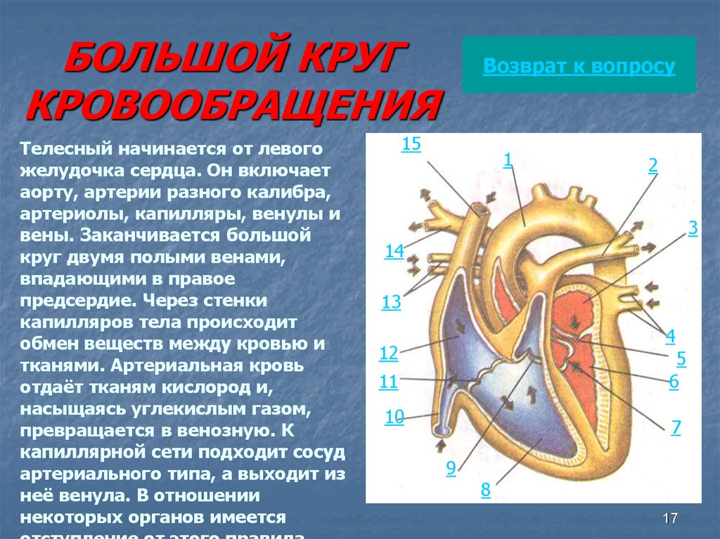 Какой камере сердца начинается большой круг кровообращения. Строение сердца. Строение камер сердца. Строение сердца человека. Сердце большой круг.