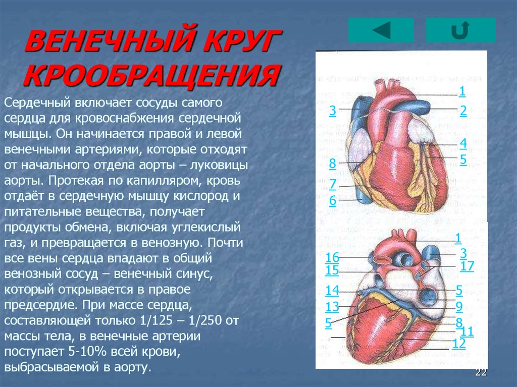 Строение сердца круги