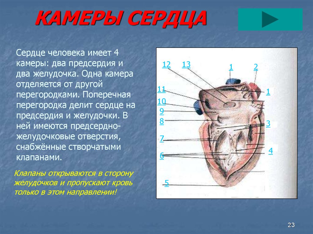 Сколько сердец у человека