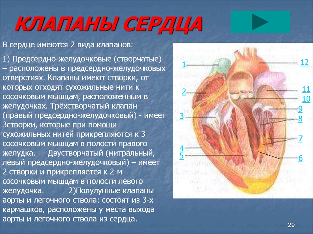 Полулунные клапаны сердца находятся между