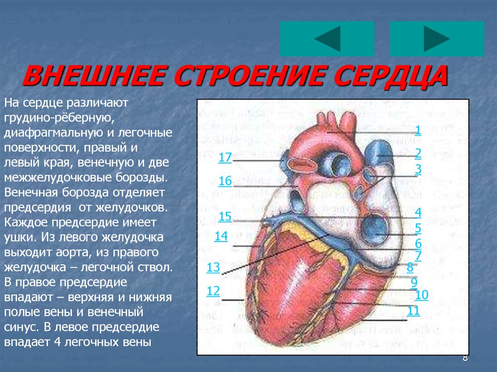 Внутреннее строение сердца рисунок с подписями