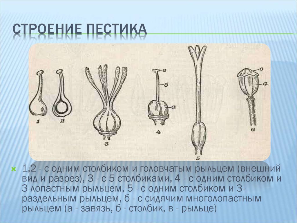 Плодолистики это. Строение рыльца пестика. Типы пестика. Особенности строения пестика. Виды рыльца пестика.