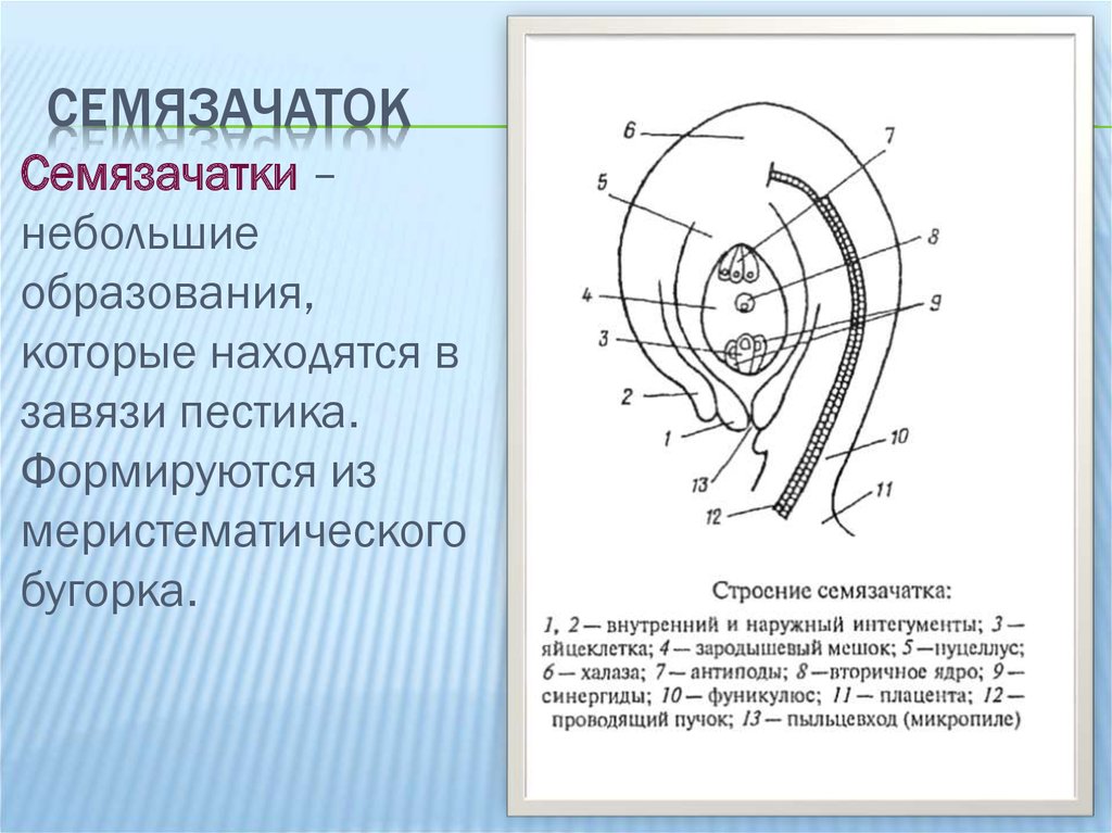 Где в цветке семязачатки. Строение семязачатков. Нуцеллус семяпочки. Семязачаток схема. Схема семязачатка покрытосеменных.