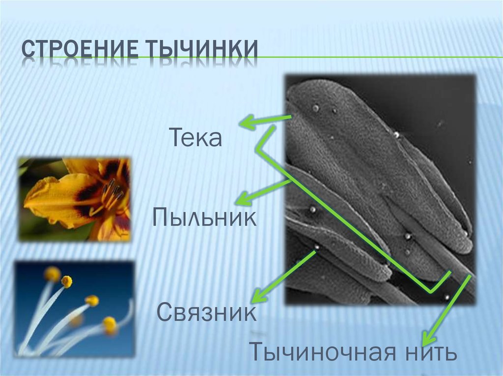 Структура тычинки. Андроцей строение тычинки. Строение тычинки пыльник связник. Андроцей строение пыльника. Строение тычинки связник.