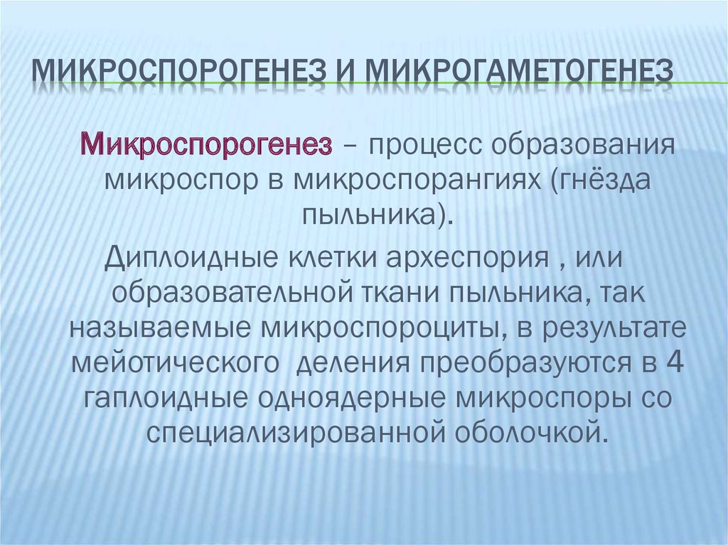 Процесс образования микроспор. Микроспорогенез у цветковых растений. Микроспорогенез и макроспорогенез. Микрогаметогенез покрытосеменных. Микрогаметогенез и макрогаметогенез.