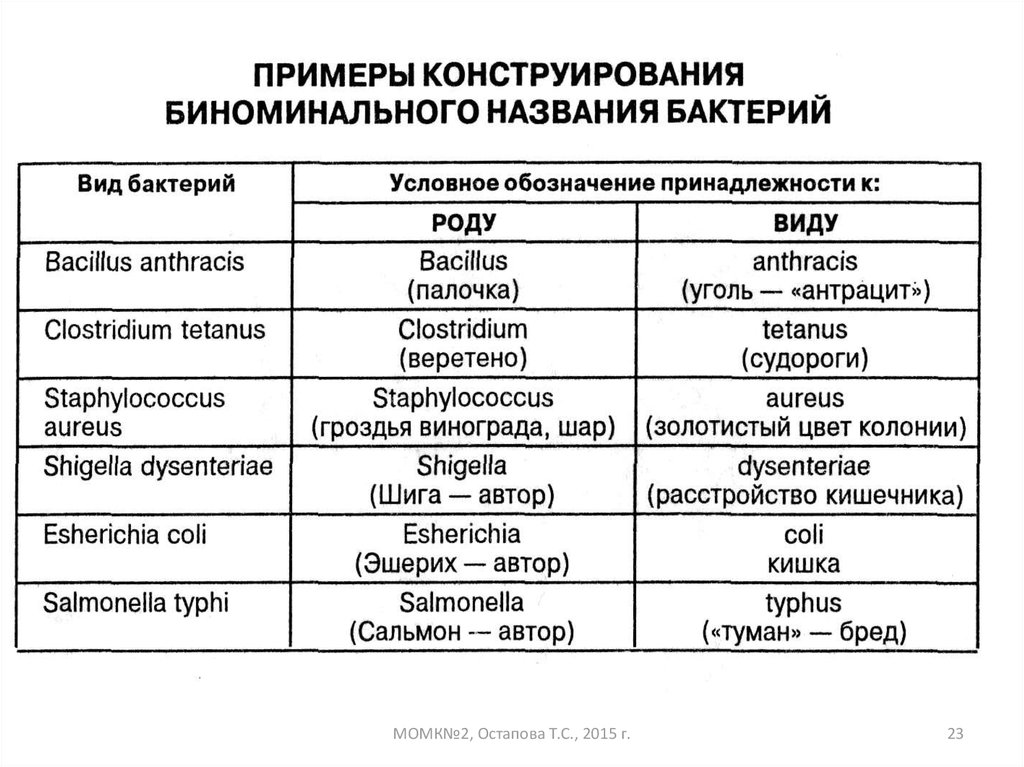 Роды бактерий. Бинарная номенклатура бактерий микробиология. Латинские названия микроорганизмов. Примеры конструирования биноминального названия бактерий. Схема биноминального названия микроорганизмов.