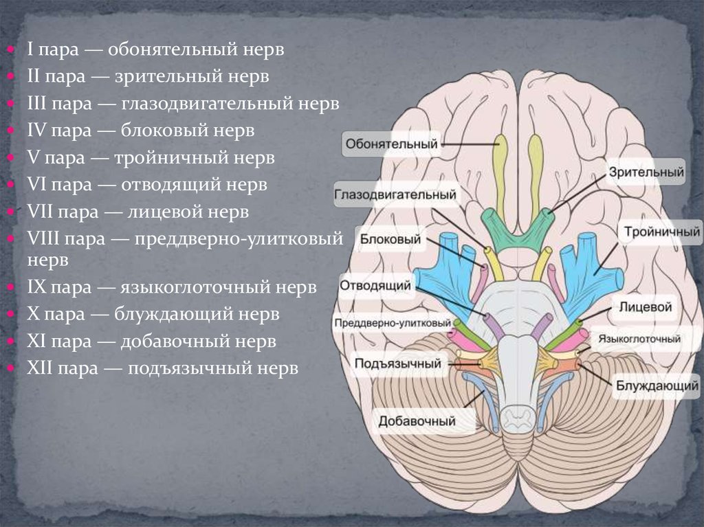Расположение черепных нервов. Черепно-мозговые нервы 12. ЧМН 12 пар. 12 Пар черепных нервов схема. 12 Пар черепно мозговых нерв.