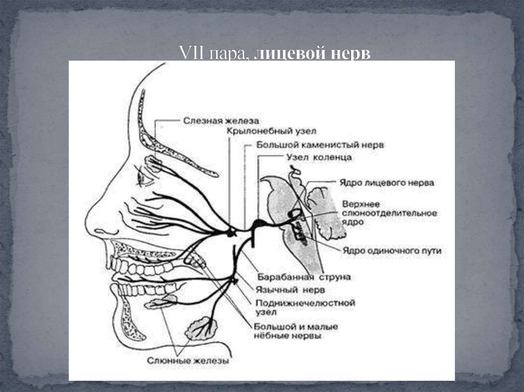 Промежуточный черепной нерв. Схема 5 пары черепных нервов. VII пара черепных нервов. Лицевой нерв неврология схема. Схема 7 пары ЧМН.