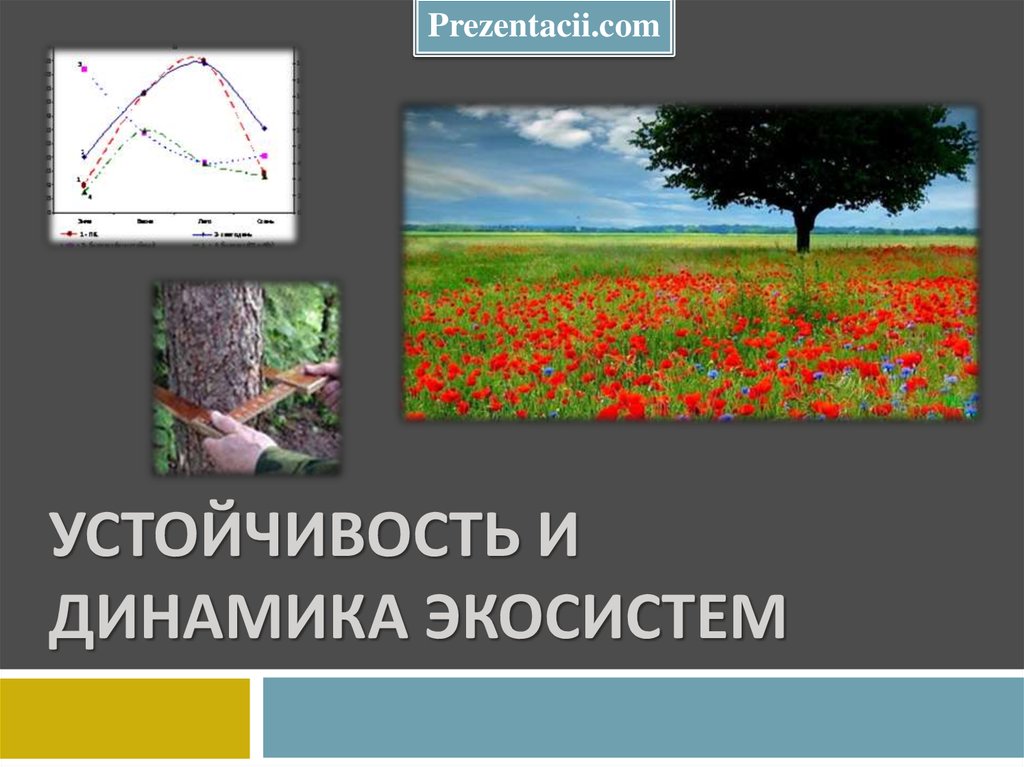 Презентация 11 класс биология устойчивость и динамика экосистем