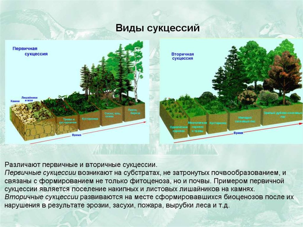 Устойчивость и динамика экосистем презентация 11 класс