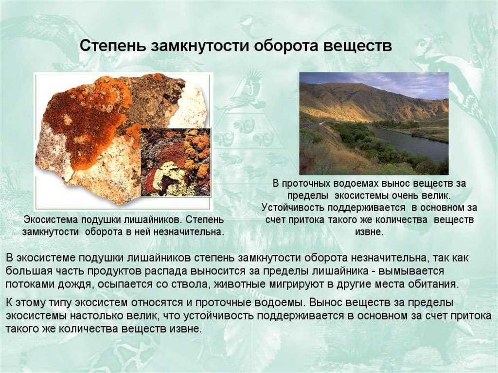 Устойчивость и динамика экосистем презентация