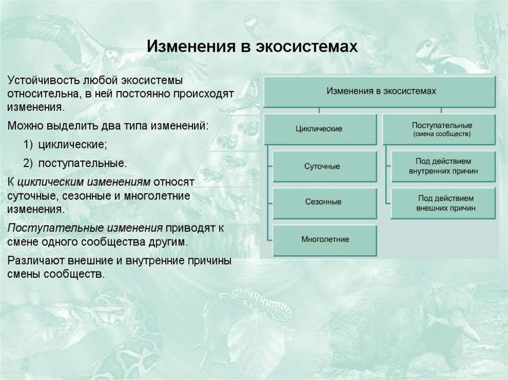 Причины устойчивости и смены экосистем презентация 11 класс