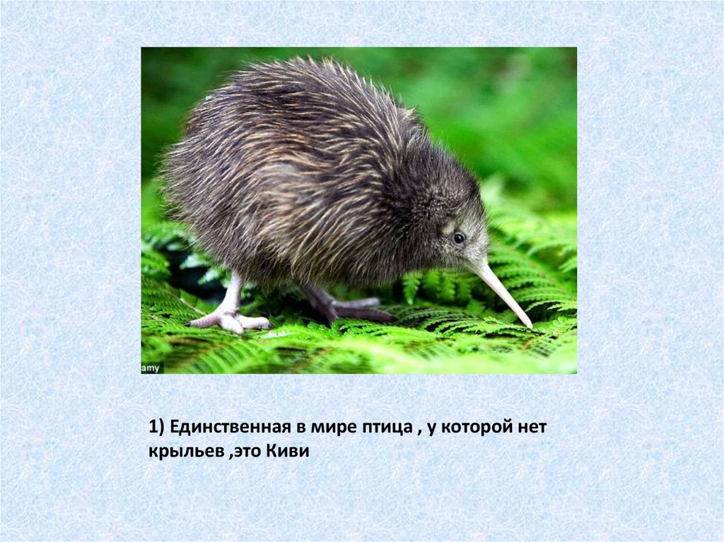 1) Единственная в мире птица , у которой нет крыльев ,это Киви