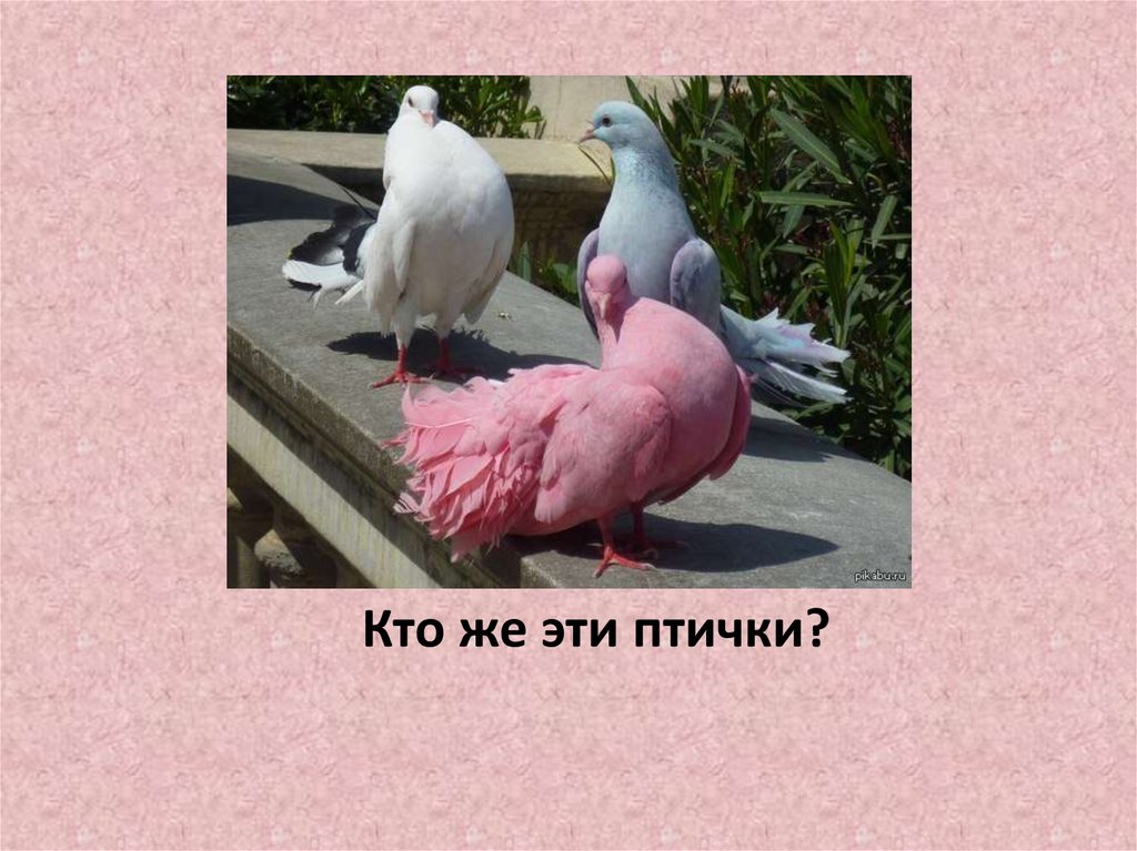 Птицы. Кто какая птица. Викторина - презентация онлайн