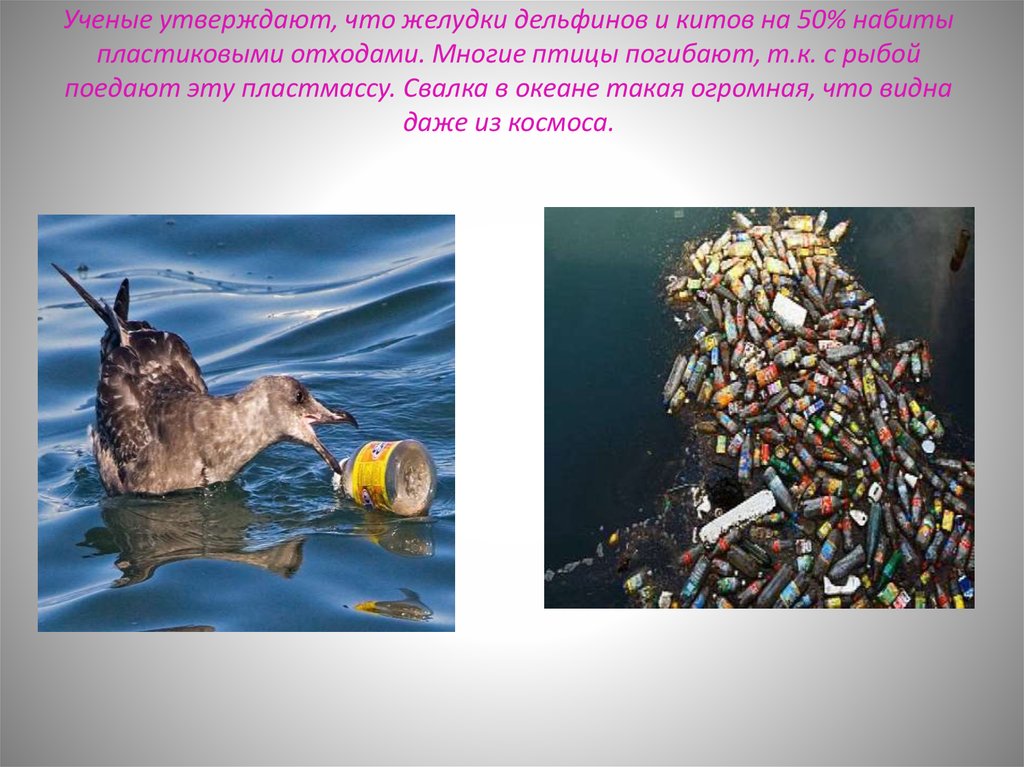 Вредные птицы в природе. Вред пластика для окружающей среды.