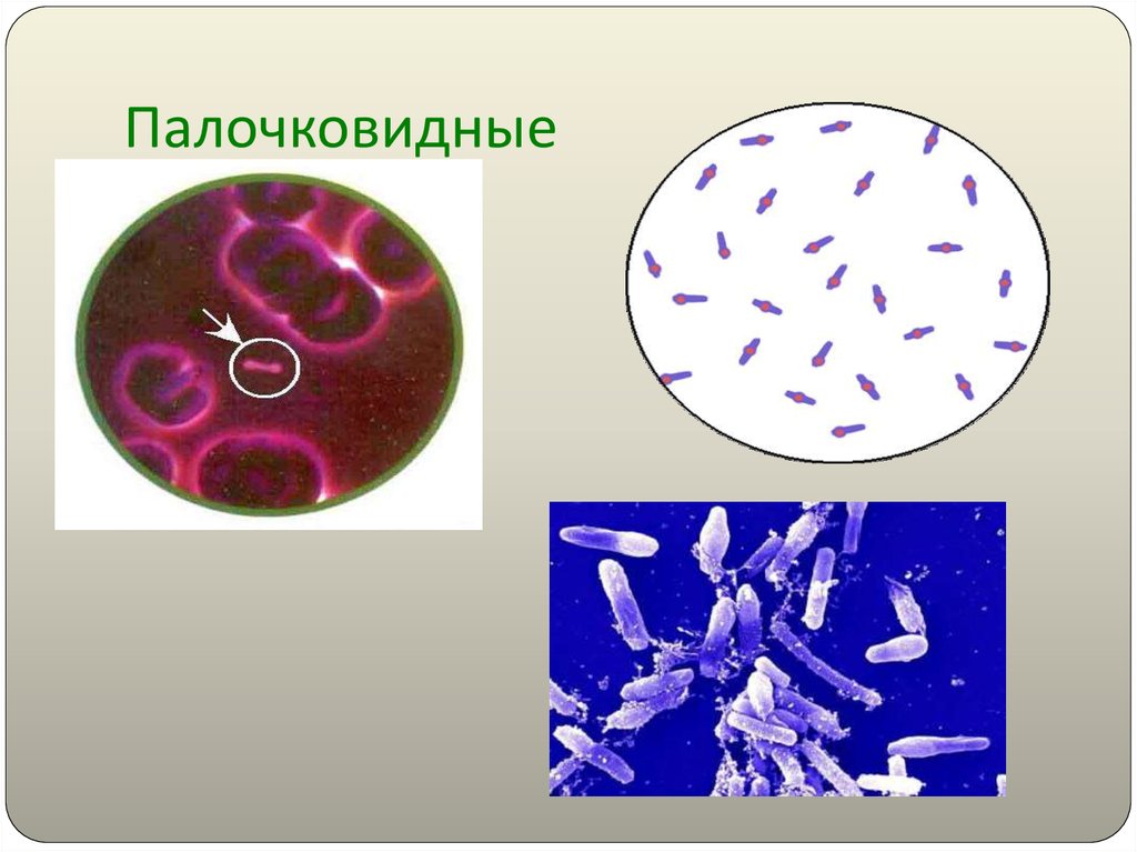 Проект на тему микробиология