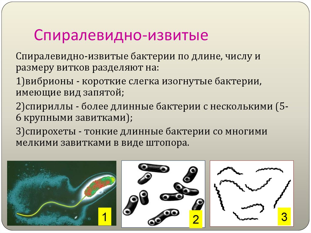 Спирохеты микробиология презентация