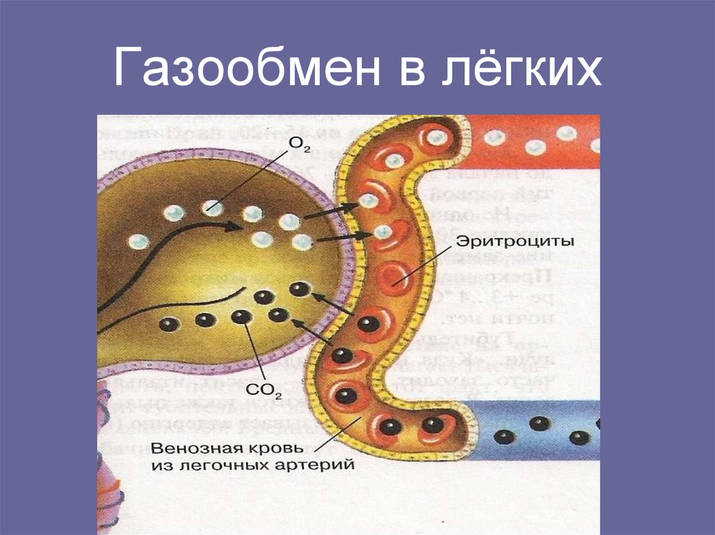 Обмен газов происходит. Схема процесса газообмена в легких и других тканях организма. Газообмен в легких. Механизм газообмена в легких. Процесс газообмена в легких.