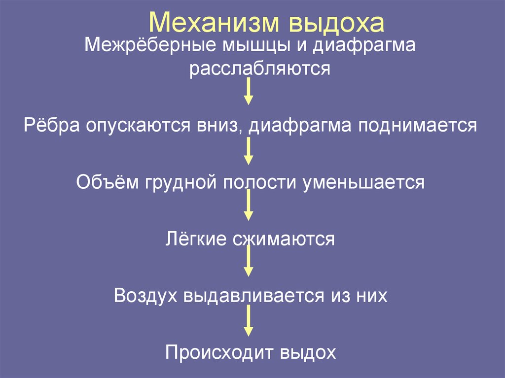 Механизм вдоха и выдоха презентация