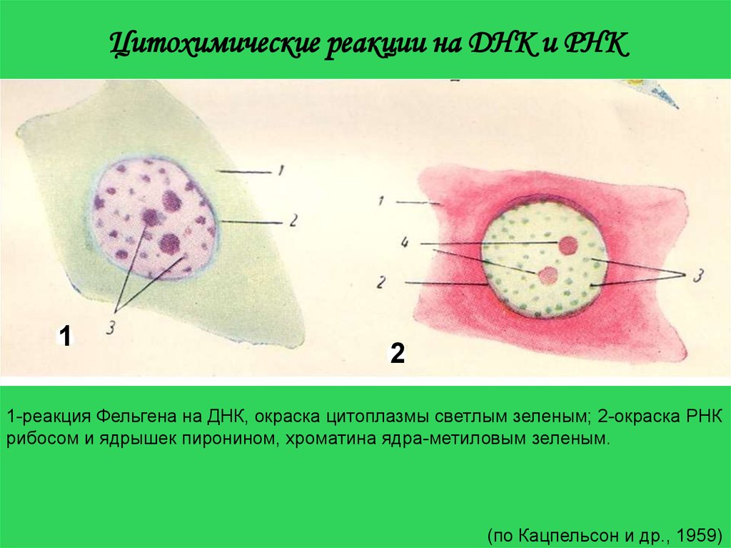 Цитоплазма рнк. Реакция Фельгена. Выявление ДНК В ядрах клетки по Фёльгену. Реакция Фёльгена на ДНК. Метод Фельгена.