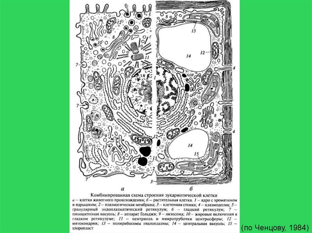 Схема ультрамикроскопического строения клетки