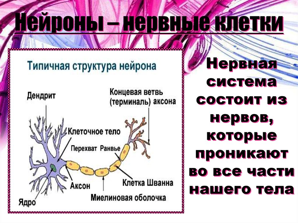 Нервная система 9 класс презентация