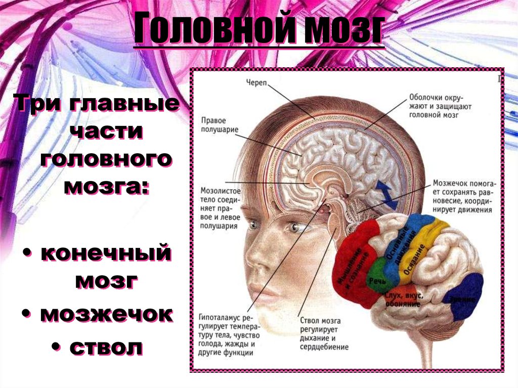 Мозг находится в голове. Головной мозг. Расположение головного мозга человека. Мозжечок человека. Мозжечок головного мозга.