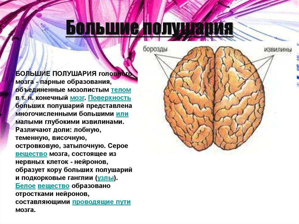 Нервные центры больших полушарий головного мозга. Функции структур больших полушарий. Большие полушария головного мозга. Функции большого полушария головного мозга. Строение большого полушария головного мозга.