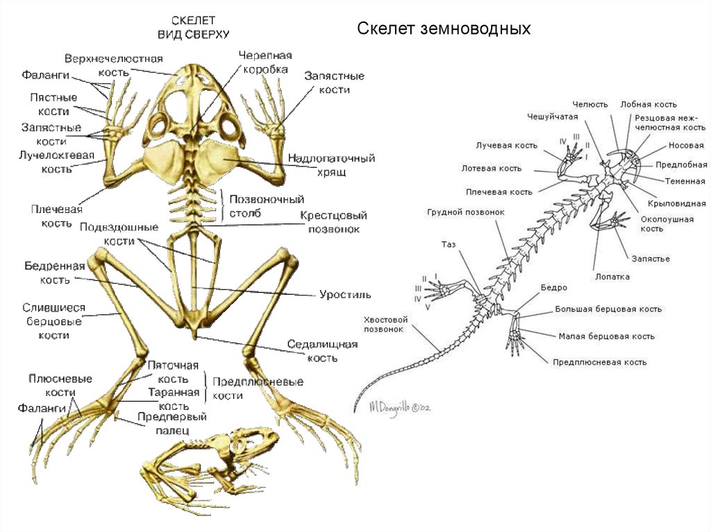 Скелет лягушки позвоночник. Скелет земноводных уростиль. Строение Жабы скелет. Схема скелет лягушки 7 класс. Скелет земноводных отделы скелета.