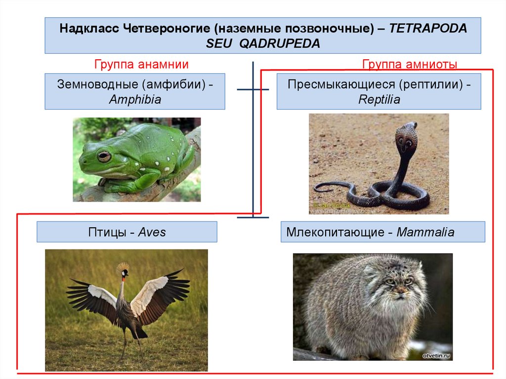 Позвоночные это. Наземные позвоночные. Надкласс четвероногие. Наземные позвоночные животные. Четвероногие (наземные позвоночные).