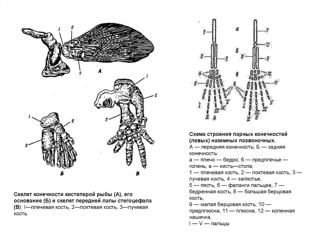 Схема строения конечностей наземного позвоночного