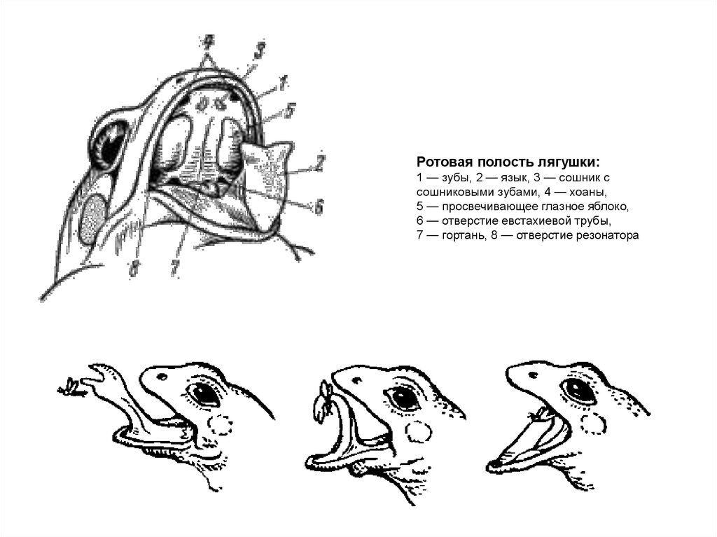 Полость земноводных. Строение полости рта лягушки. Особенности строения языка лягушки. Ротоглоточная полость у лягушки. Хоаны у лягушки.