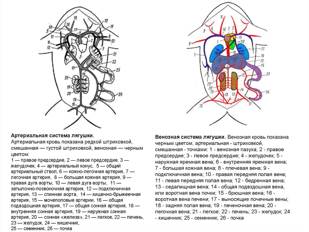 Кровеносная система лягушки рисунок