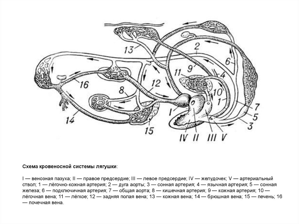 Схема кровеносной системы лягушки строения