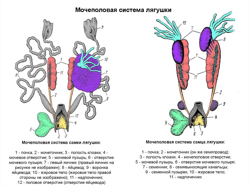 Половые клетки земноводных. Мочеполовая система самки лягушки. Мочеполовая система самца лягушки рисунок. Строение половой системы лягушки схема. Мочевыделительная система амфибий.