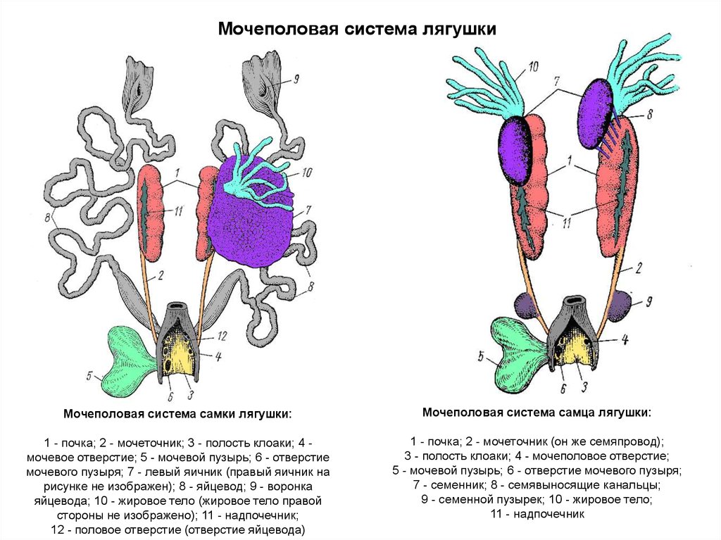 Яйцевод. Мочеполовая система самки лягушки. Мочеполовая система самца лягушки. Строение половой системы лягушки схема. Мочеполовая система самца лягушки схема.