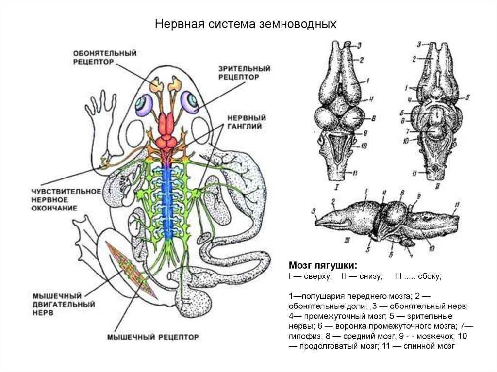 Строение мозга лягушки. Земноводные строение нервной системы. Нервная система земноводные амфибии. Строение головного мозга лягушки сбоку. Периферическая нервная система земноводных.