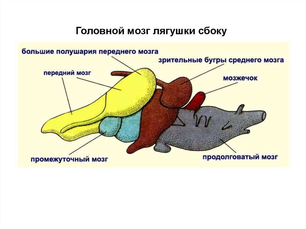 Функция головного мозга лягушки. Головной мозг лягушки сбоку. Строение головного мозга земноводных. Нервная система отделы головного мозга земноводных. Нервная система функции отделов головного мозга рыб.