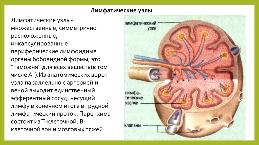 Образование лимфатического узла. Лимфатические узлы. Лимфатический узел анатомия. Форма и строение лимфатического узла. Лимфоузлы строение.