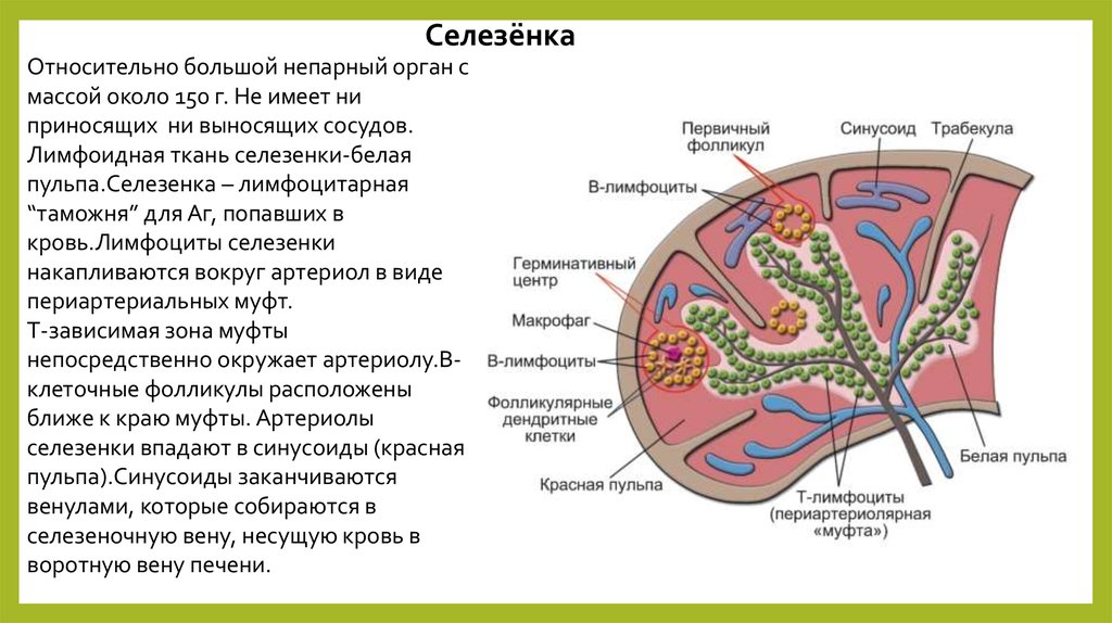 Стволовые клетки селезенки. Схема строения селезенки иммунология. Селезенка орган иммунной системы. Строение селезенки гематология. Строение селезенки пульпа.